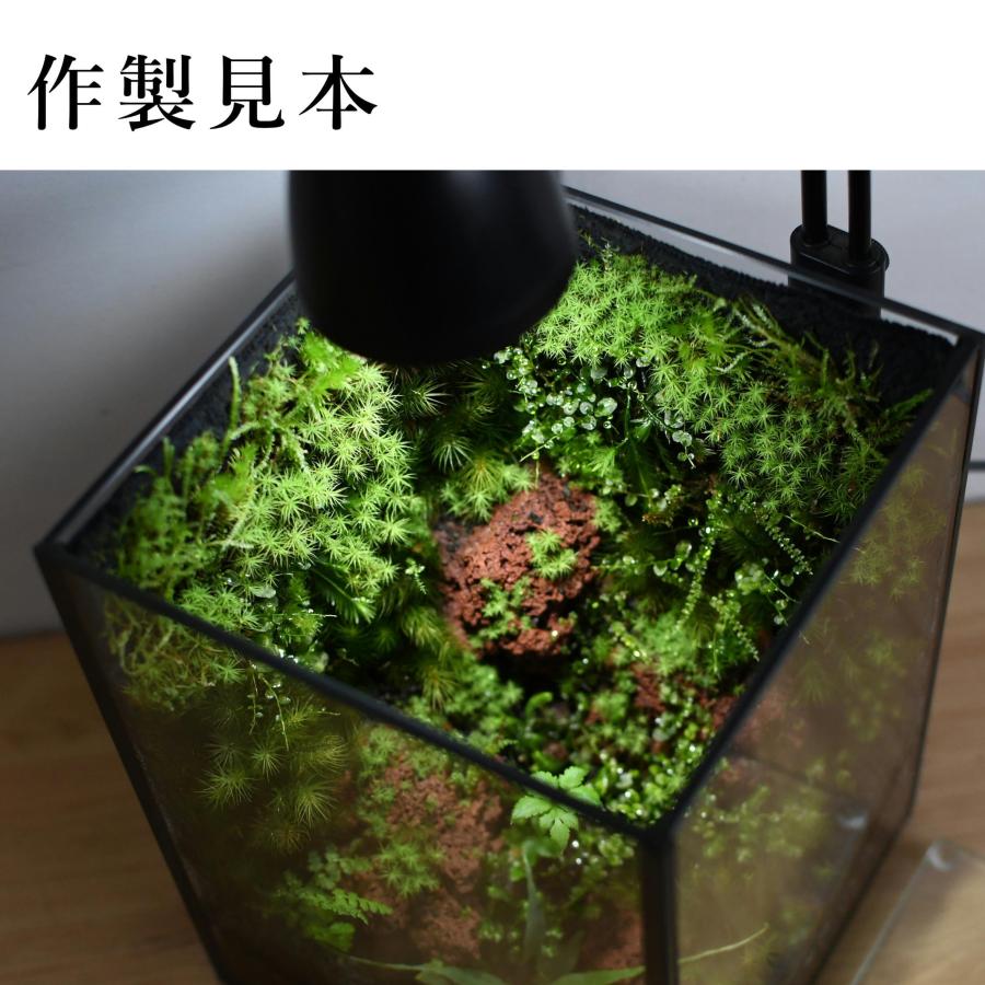 コケ 苔テラリウム キット コケリウム はじめて 苔盆栽 おしゃれ
