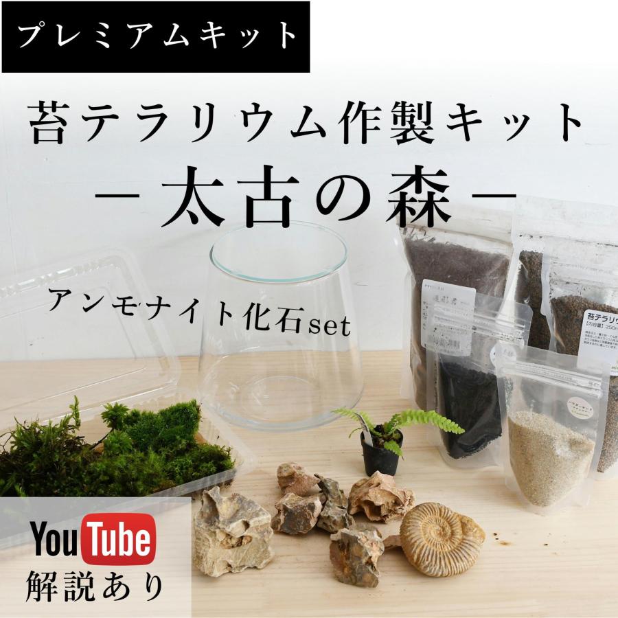 コケ 苔テラリウム キット コケリウム はじめて 苔盆栽 おしゃれ パルダリウム）プレミアムキット−太古の森−アンモナイト化石set :  苔テラリウム道草michikusa - 通販 - Yahoo!ショッピング （コケ 苔テラリウム キット コケリウム はじめて 苔盆栽 おしゃれ ...