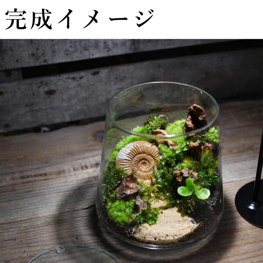 コケ 苔テラリウム キット コケリウム はじめて 苔盆栽 おしゃれ