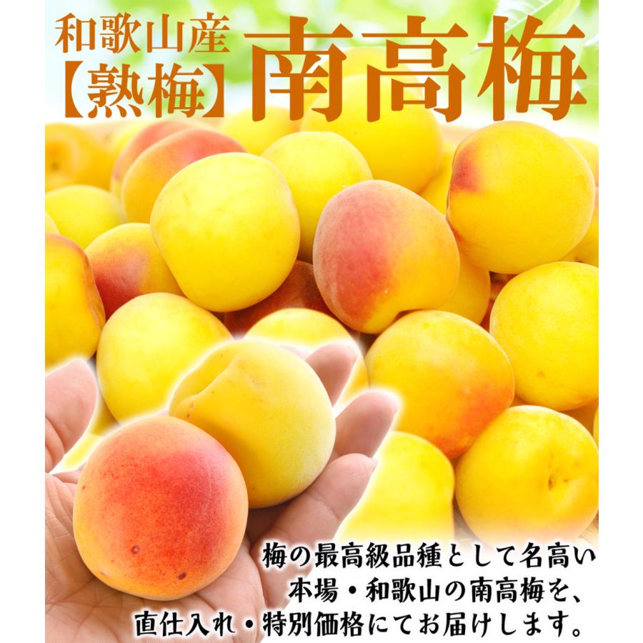梅 5kg 紀州南高梅・熟梅 和歌山産 送料無料 食品｜kokkaen3｜02