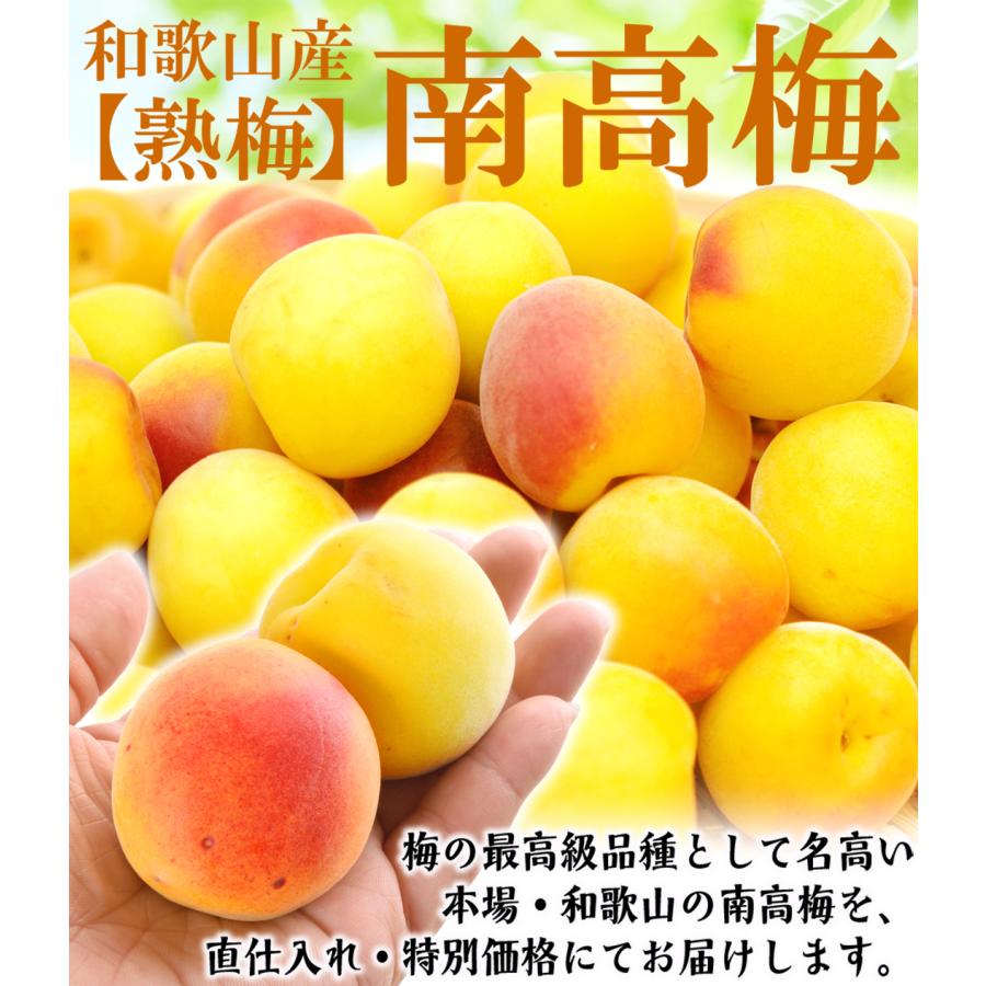 梅 紀州南高梅【熟梅】 10kg 和歌山産 冷蔵便 送料無料 食品 