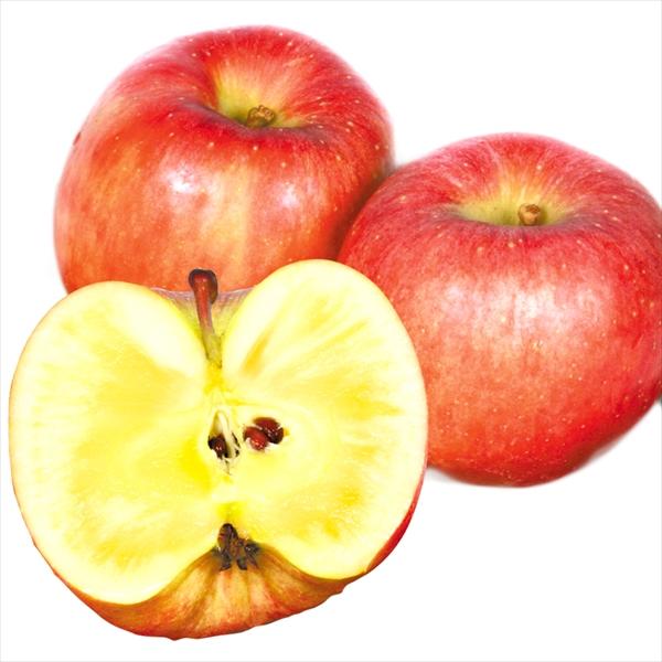 日本産 りんご 山形産 高徳 3kg 1箱 送料無料 蜜入り こうとく 22年11月発送 新もの 食品 国華園