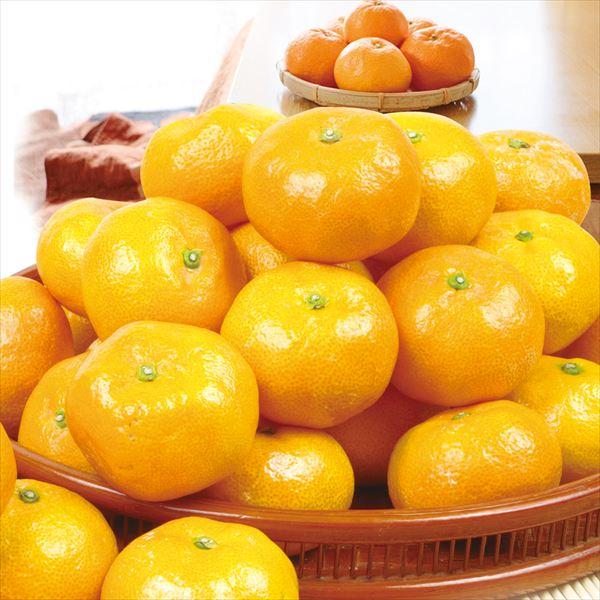 みかん こたつみかん 10kg 熊本産 蜜柑 温州 送料無料 食品 みかん こたつみかん 10kg 熊本産 蜜柑 温州 送料無料 食品