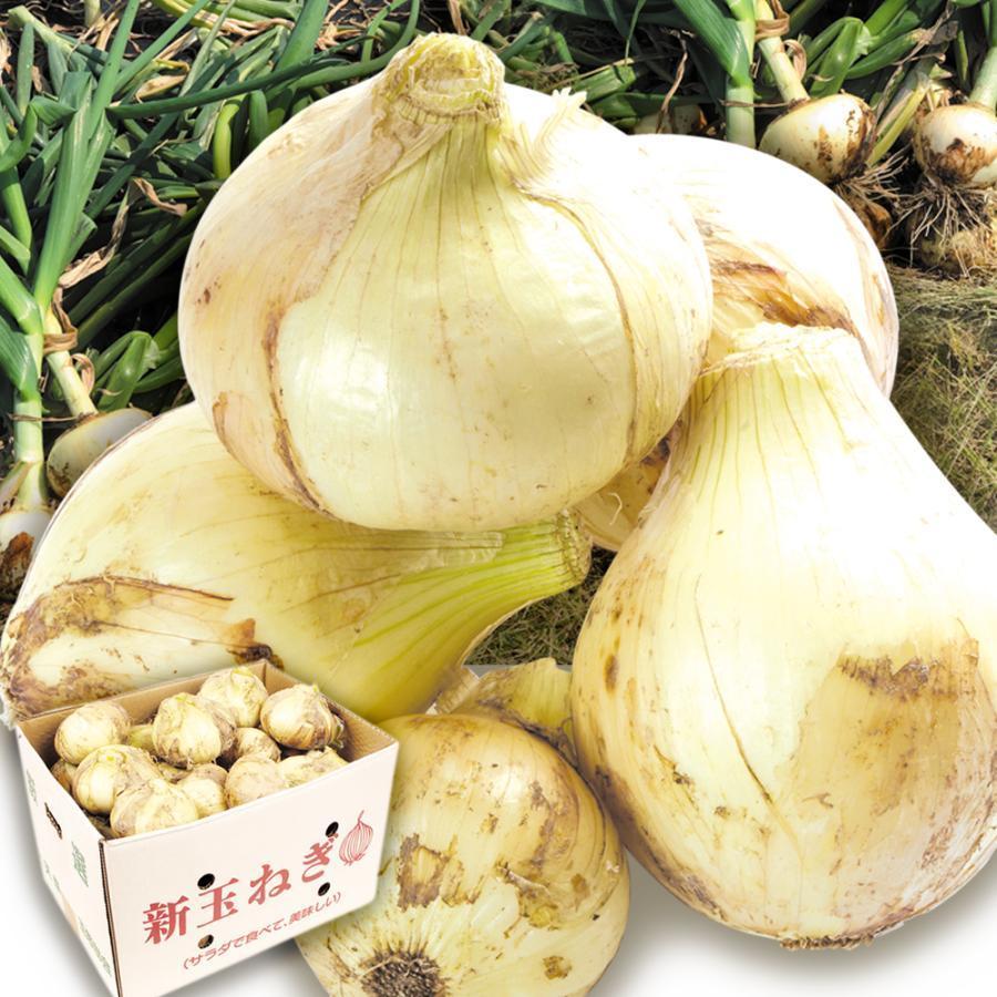 玉ねぎ 10kg 芦北の新たまねぎ 熊本産 ご家庭用 ふぞろい しんたま 送料無料 食品｜kokkaen3｜13