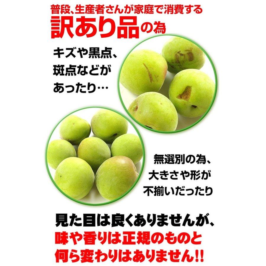 梅 10kg 南高梅・熟梅 ご家庭用 和歌山産 送料無料 食品 6/