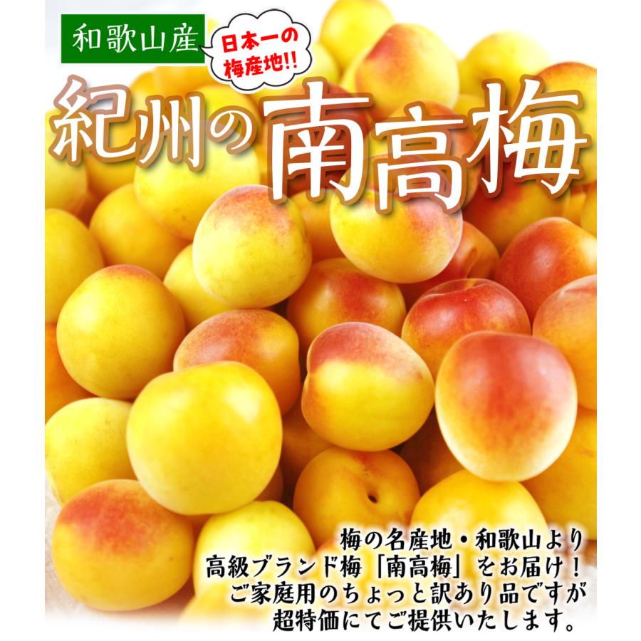 梅 10kg 南高梅・熟梅 ご家庭用 和歌山産 送料無料 食品 南