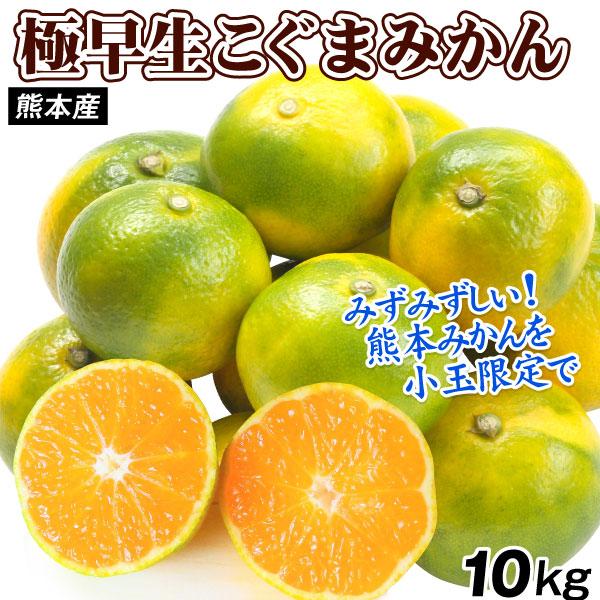 みかん 10kg 極早生 こぐまみかん 熊本産 小玉 温州みかん 送料無料