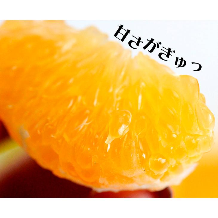 みかん 10kg 大特価みかん 熊本産 温州みかん 送料無料 食品 爆買