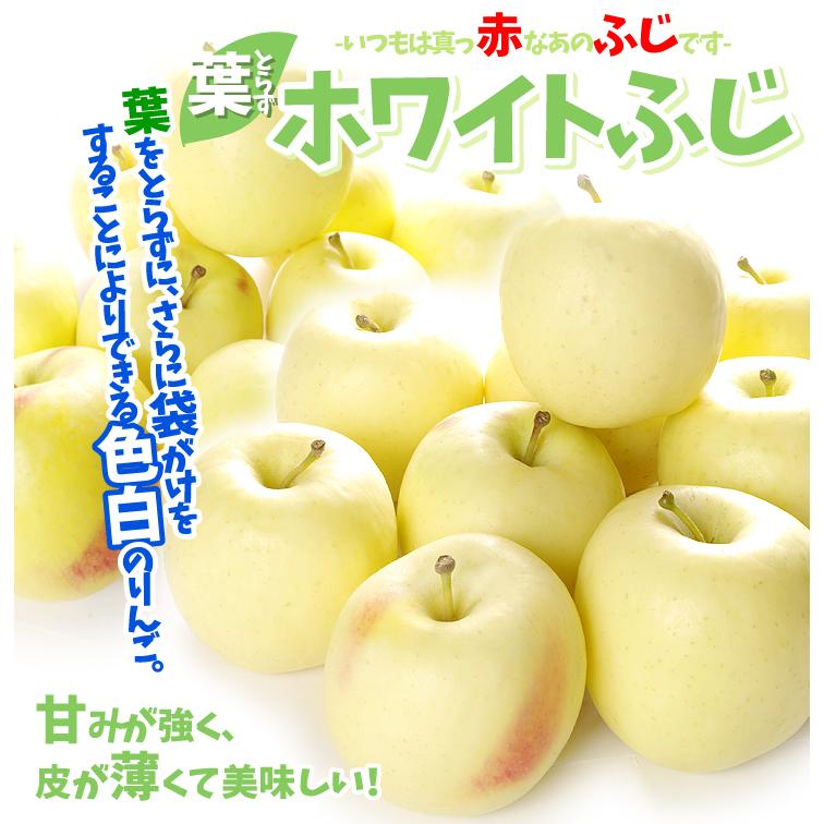 りんご 5kg 青森産 大特価 ホワイトふじ 1箱 ご家庭用 フルーツ 果物