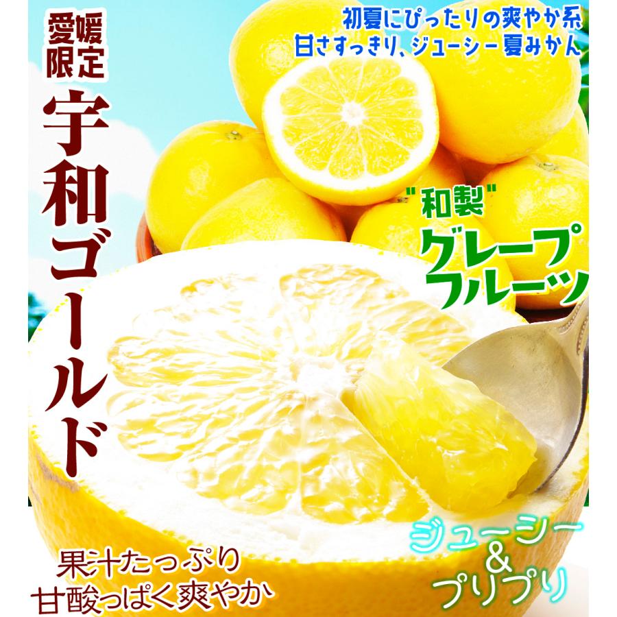 宇和ゴールド 10kg 愛媛産 ご家庭用 河内晩柑 みかん 和製