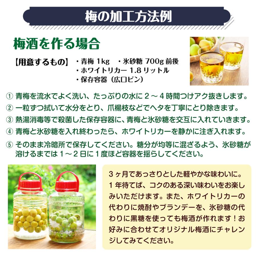 梅 10kg（5kg×2箱） 豊後梅 青森産 冷蔵便 送料無料 食品 : くだもの