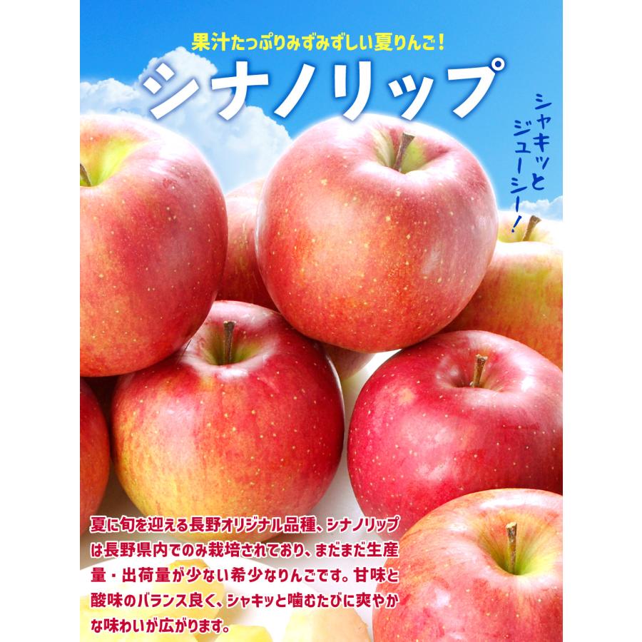 りんご 5kg ご家庭用 シナノリップ 長野産 送料無料 食品 : くだもの