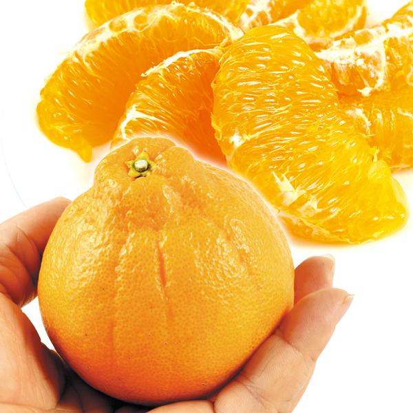 みかん 4kg ちびデコ 熊本産 不知火 オレンジ デコ 柑橘 蜜柑 送料無料