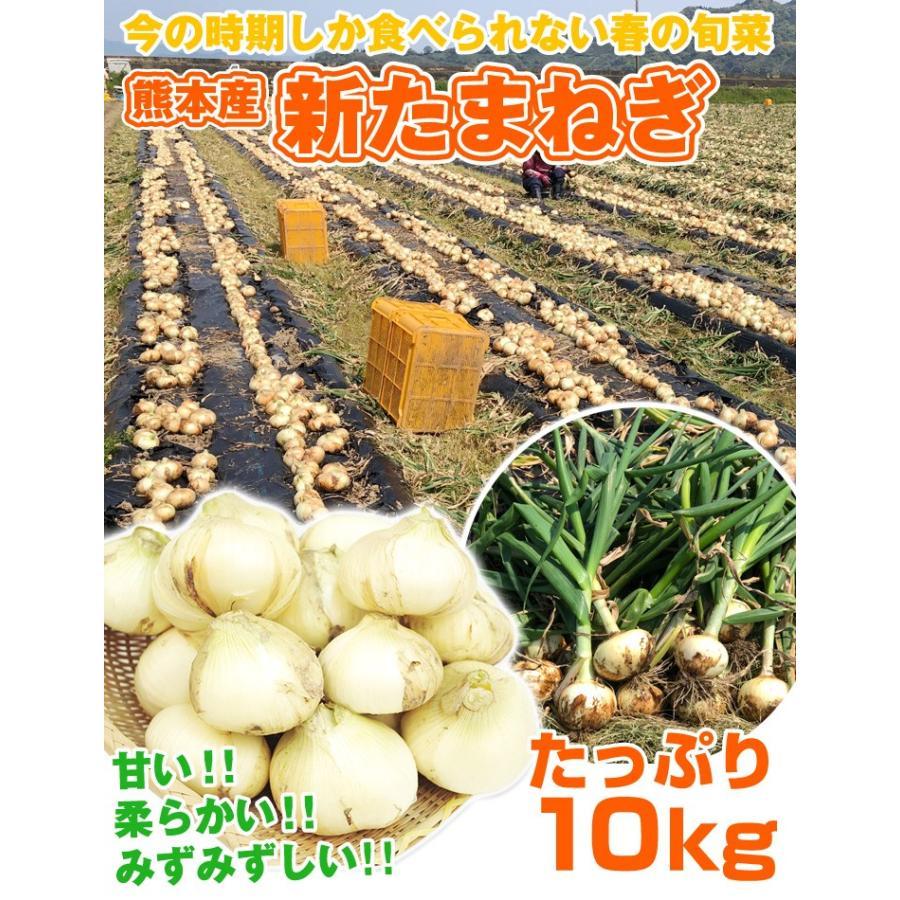 玉ねぎ （10kg） 熊本産 新たまねぎ 玉葱 2023年産 新玉 ご家庭用 送料無料 野菜 国華園｜kokkaen3｜02