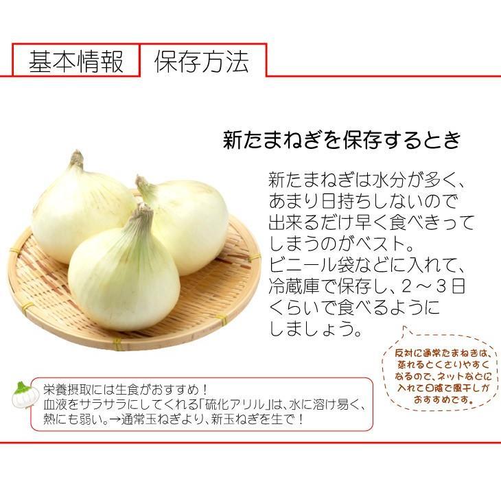 玉ねぎ （10kg） 熊本産 新たまねぎ 玉葱 2023年産 新玉 ご家庭用 送料無料 野菜 国華園｜kokkaen3｜04