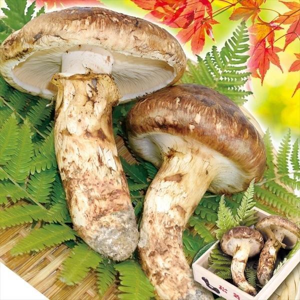 松茸 約150g 国産まつたけ 石川・長野産 ご家庭用 送料無料 食品