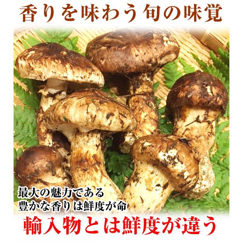 松茸 約150g 国産まつたけ 石川・長野産 ご家庭用 送料無料 食品