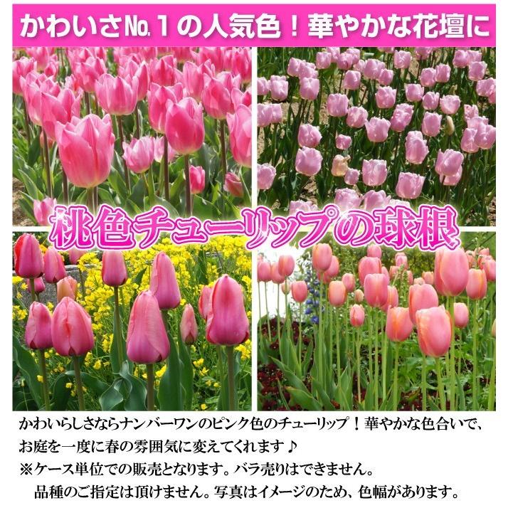 国華園 チューリップ 球根 桃花 50球 普通球(球周 約10cm) : 花と緑 国