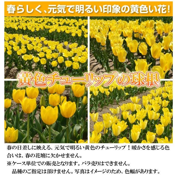 国華園 チューリップ 球根 黄花 50球 特大球(球周 約12cm