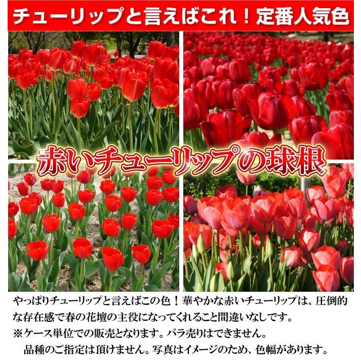 国華園 チューリップ 球根 赤花 50球 普通球(球周 約10cm