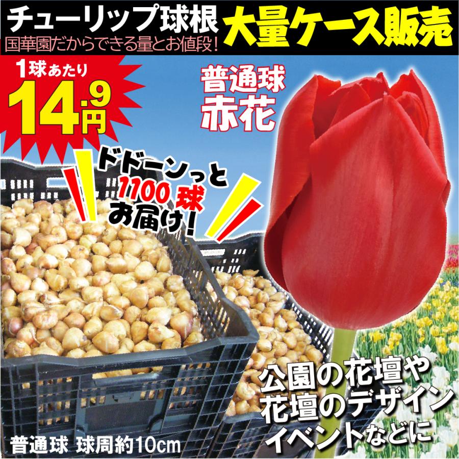 チューリップ 球根 普通球 赤花 ケース販売 1100球 10 P1 093 花と緑 国華園 通販 Yahoo ショッピング
