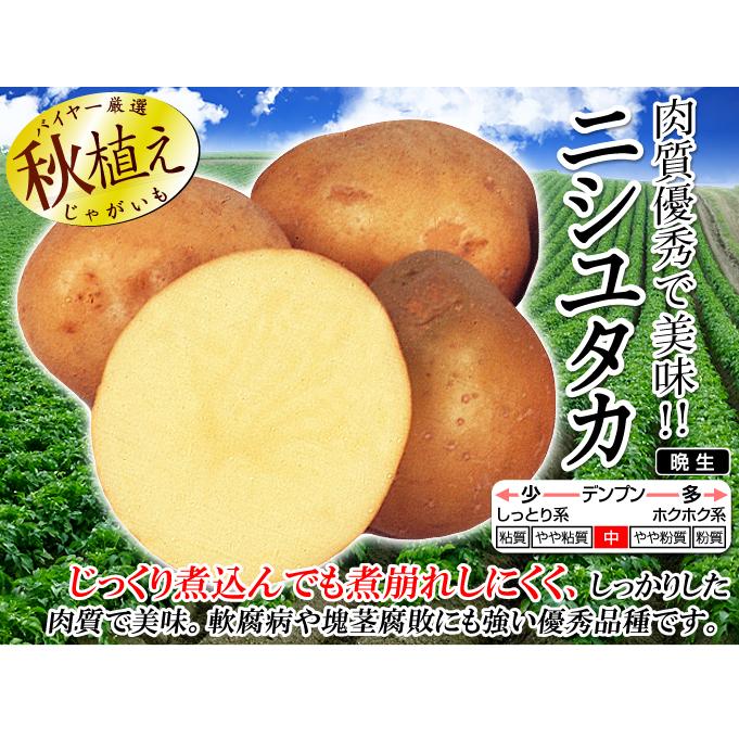 1箱限定　じゃがいも種芋小10K ニシユタカ　約900個 品薄・再販無しじゃがいも 種イモ「ニシユタカ 10kg」(長崎県産