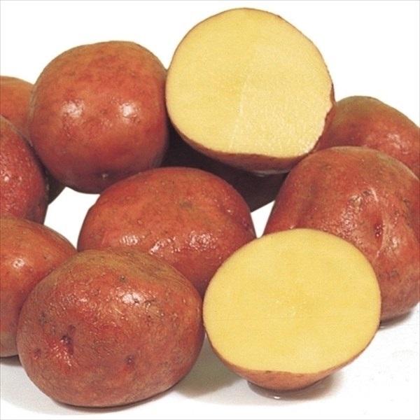 日本初の 種芋 秋植え じゃがいも ジャガイモ アンデス赤 1kg 家庭菜園 馬鈴薯 じゃが芋 ジャガ芋 じゃがいも種芋 ジャガイモ種芋 あんですあか 自給自足 畑