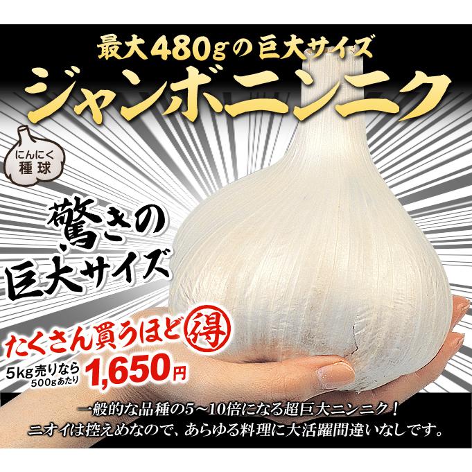 ニンニク にんにく 種球 ジャンボニンニク にんにく 種球 500g にんにくの種 ガーリック 家庭菜園 大きいにんにく 巨大ニンニク ジャンボにんにく 10 P3 055 花と緑 国華園 通販 Yahoo ショッピング