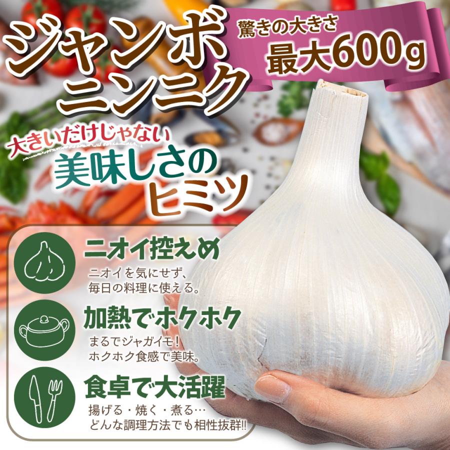 国華園 ニンニク 種球 ジャンボニンニク 500g / にんにく ニンニクの種