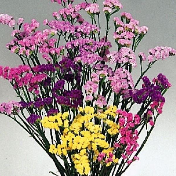 福袋セール スターチス 種 スターチス混合 1袋 100mg スターチスの種 スターチスの花 リモニウム 花たね 花の種 種子 タネ 国華園