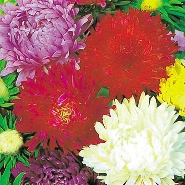 アスター 種 切花アスター美色混合 1袋 600mg アスターの種 アスターの花 花たね 花 種子 タネ エゾギク 蝦夷菊 花壇 切花 生花 ガーデニング 国華園 10 P7 026 花と緑 国華園 通販 Yahoo ショッピング