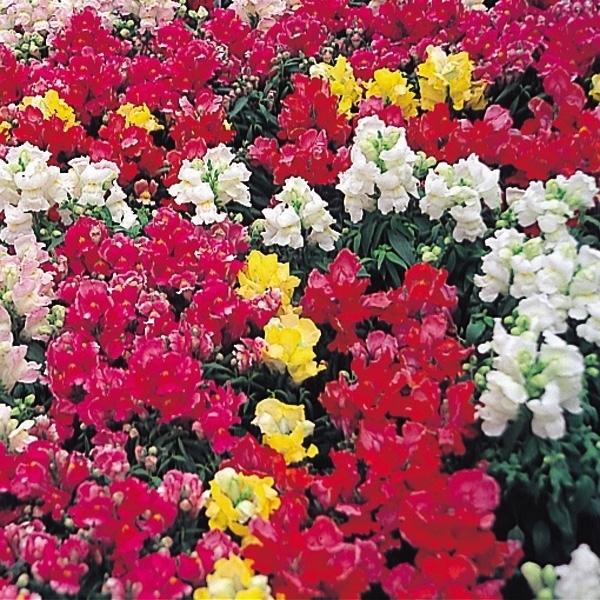 種 花たね 金魚草矮性混合 1袋 100mg Segurosaurora Com