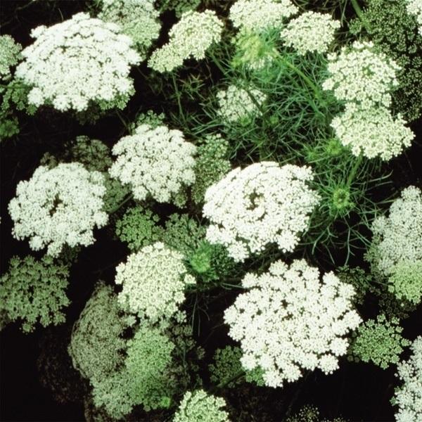 売り出し ホワイトレースフラワー 種 毎週更新 1袋 150mg 花たね 花の種