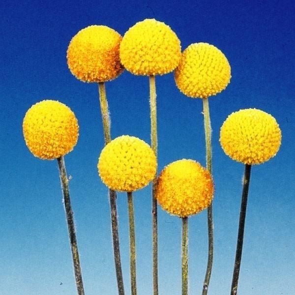 最大63%オフ! 国華園 ゴールドスティック 花の種 50mg タネ 種 クラスペディアの種 クラスペディアの花 クラスペディア 花たね 種子 1袋 花 最大63%オフ! 国華園 ゴールドスティック 花の種 50mg タネ 種 クラスペディアの種 クラスペディアの花 クラスペディア 花たね 種子 1袋 花