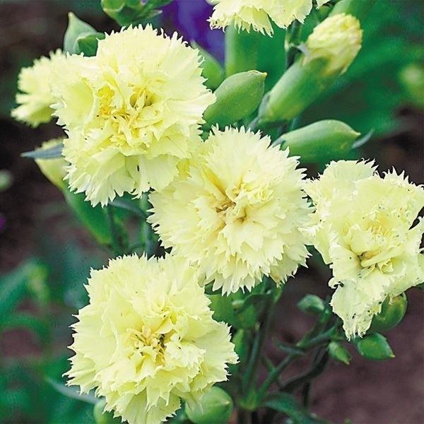 種 花たね カーネーション マリエ 1袋 0mg 10 P7 094 花と緑 国華園 通販 Yahoo ショッピング