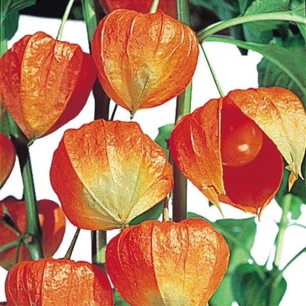 メーカー直送 種 花たね 丹波ほおずき 1袋 0粒 正規認証品 新規格