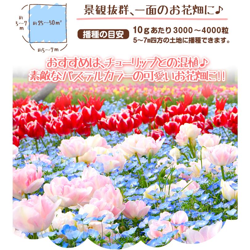 ネモフィラ 種 1袋 0mg 花タネ 花の種 ネモフィラの種 10 P7 109 花と緑 国華園 通販 Yahoo ショッピング