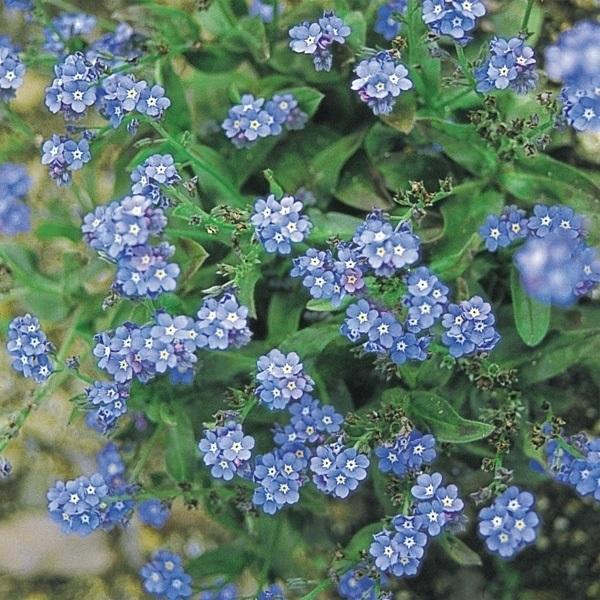種 花たね わすれな草 セール特別価格 ブルー 購買 100mg 1袋