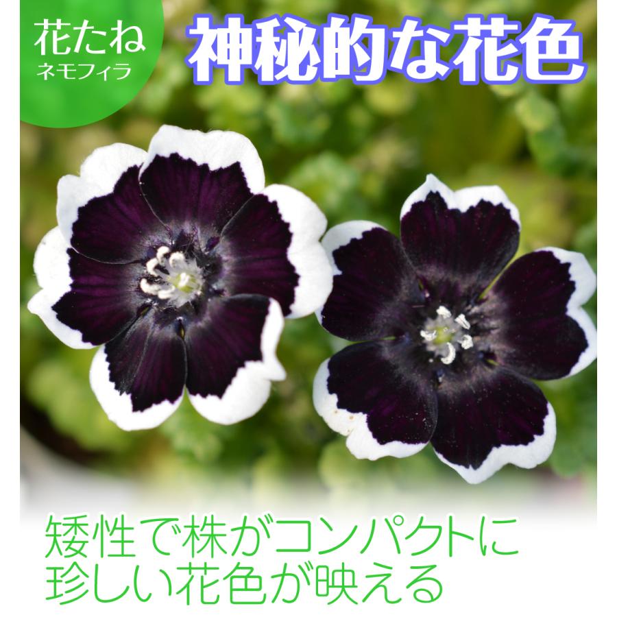 ネモフィラ♪ペニーブラックの種＆4つ葉・5つ葉・6つ葉のクローバーの種☆送料込み 国華園 種 花たね ネモフィラ ペニーブラック 1袋(400mg) : 花と緑 国