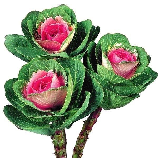 種 花たね 丸葉葉牡丹 F1紅寿2号 石井育種場育成