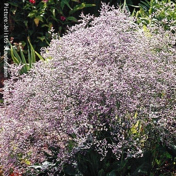 リモニウム 種 宿根リモニウム ラティフォリウム 1袋(40粒) / リモニウムの種 リモニウムの花 スターチス 花たね 花の種 種子 タネ 国華園 :2010-p7-237:花と緑 国華園 - 通販 - Yahoo!ショッピング リモニウム 種 宿根リモニウム ラティフォリウム 1袋(40粒) / リモニウムの種 リモニウムの花 スターチス 花たね 花の種 種子 タネ 国華園 :2010-p7-237:花と緑 国華園 - 通販 - Yahoo!ショッピング