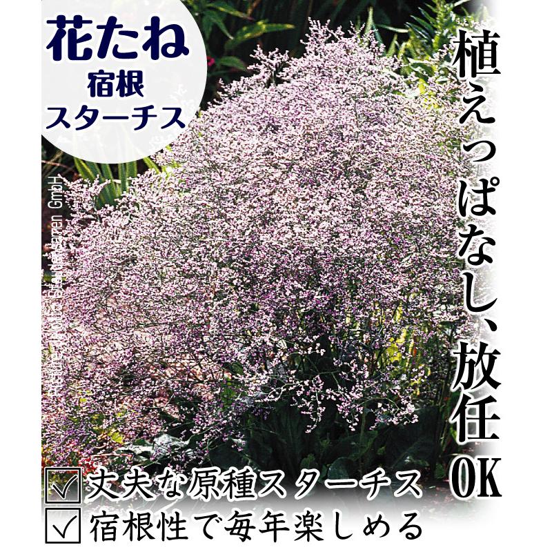 国華園 種 花たね 宿根スターチス ラティフォリウム 1袋(50mg) / 花の