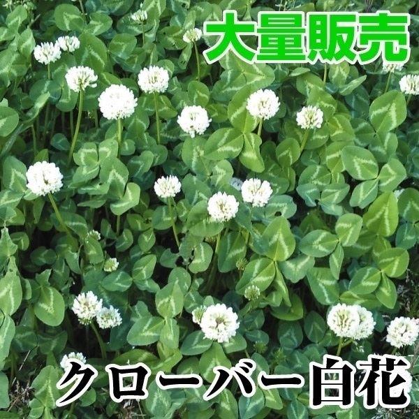 お気に入りの クローバー 種 大量たね 白花 1袋 100g クローバーの種 クローバーの花 シロツメクサ 花たね 花の種 種子 タネ 国華園