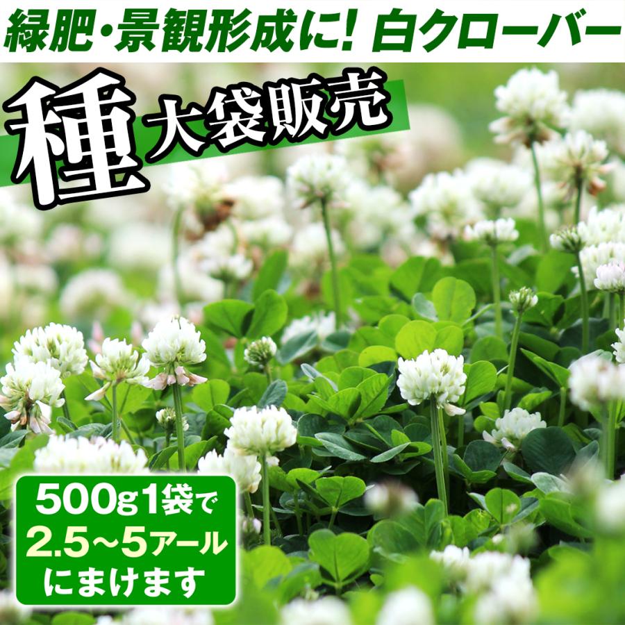 クローバー 種 大量たね 白花 1袋(1000g) / クローバーの種 クローバーの花 シロツメクサ 花たね 花の種 種子 タネ 国華園|kokkaen|02