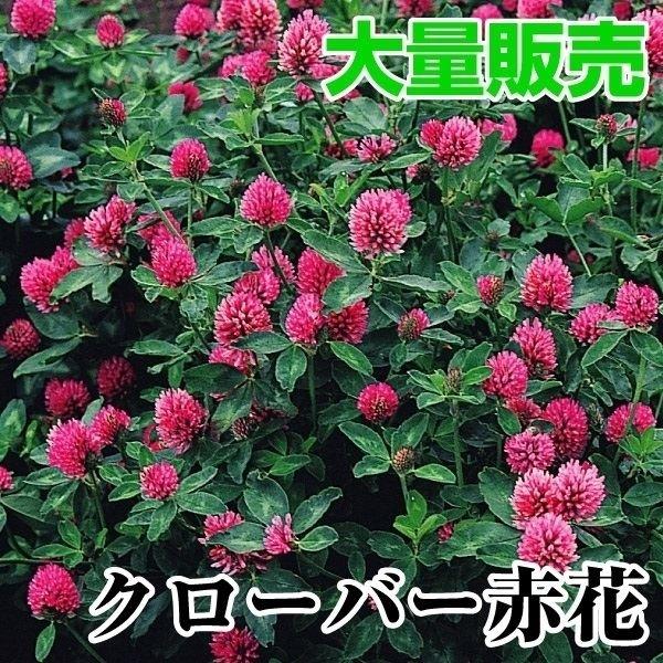 超特価sale開催 クローバー 種 大量たね 赤花 1袋 1000g クローバーの種 クローバーの花 アカツメクサ 赤クローバー 花たね 花の種 種子 タネ 国華園