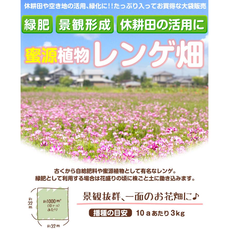 国華園 種 花たね 大量たね レンゲ 1袋（100g） / 花の種 通販 花種 は