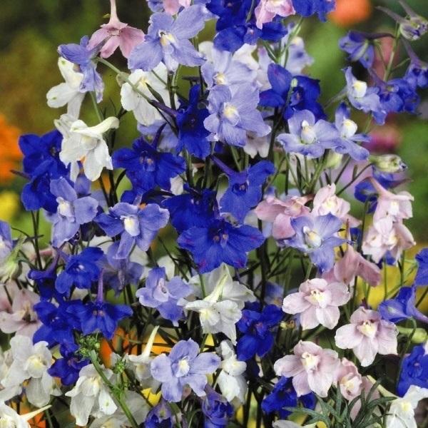 種 花たね 矮性デルフィニウム混合 1袋 100mg 10 P7 375 花と緑 国華園 通販 Yahoo ショッピング