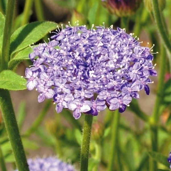 レースフラワー 種 ブルーレースフラワー 1袋 150mg レースフラワーの種 レースフラワーの花 花たね 花の種 種子 タネ 国華園 10 P7 395 花と緑 国華園 通販 Yahoo ショッピング