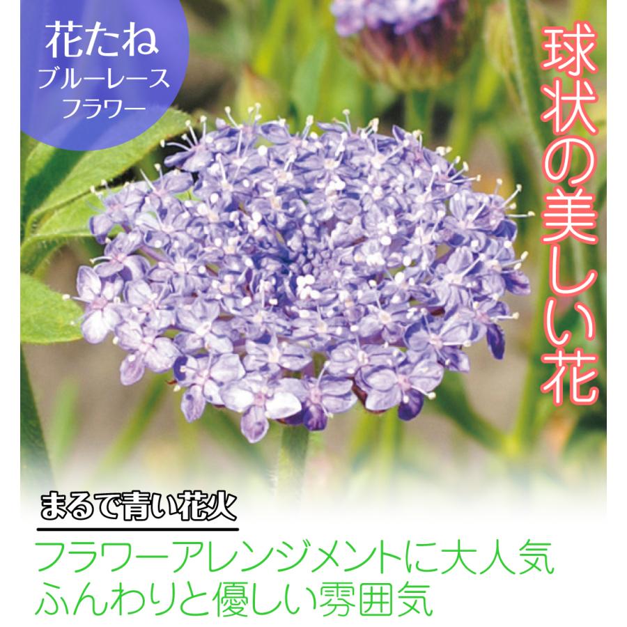 国華園 種 花たね ブルーレースフラワー 1袋(100mg) : 花と緑 国華園