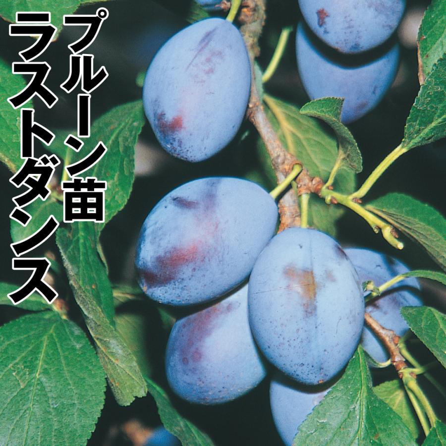 半額sale プルーン 苗木 苗 ラストダンス 1株 プルーンの木 果樹苗 国華園